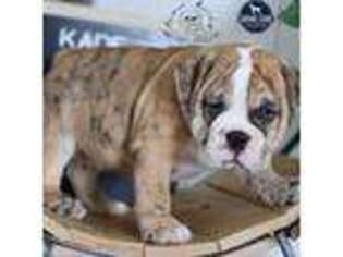 Bulldog Puppy for sale in Shipshewana, IN, USA