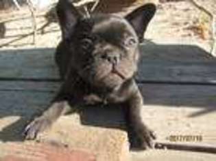 French Bulldog Puppy for sale in Homedale, ID, USA