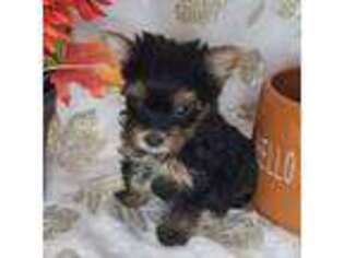 Yorkshire Terrier Puppy for sale in Austin, CO, USA