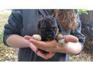 Mal-Shi Puppy for sale in Hillsboro, WI, USA