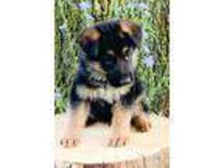 German Shepherd Dog Puppy for sale in Caledonia, MI, USA