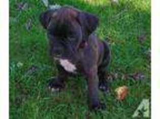 Boxer Puppy for sale in GENEVA, OH, USA