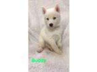 Siberian Husky Puppy for sale in Wonewoc, WI, USA