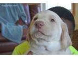 Labrador Retriever Puppy for sale in Sparta, MI, USA
