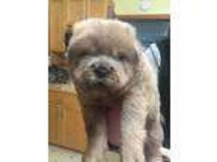 Chow Chow Puppy for sale in Blooming Prairie, MN, USA