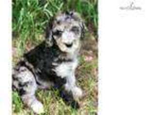 Mutt Puppy for sale in Leola, SD, USA