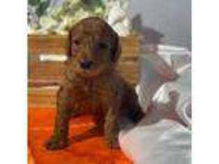 Mutt Puppy for sale in Somerton, AZ, USA