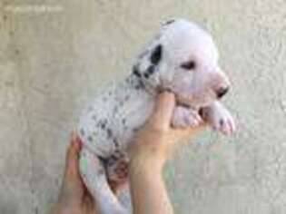 Dalmatian Puppy for sale in Westminster, CA, USA