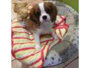 Cavalier King Charles Spaniel Puppy for sale in Dover, NH, USA