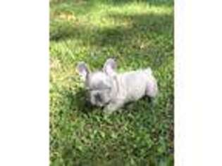 French Bulldog Puppy for sale in Dover, FL, USA