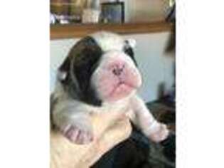 Bulldog Puppy for sale in Marengo, WI, USA