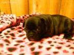 French Bulldog Puppy for sale in Wirtz, VA, USA