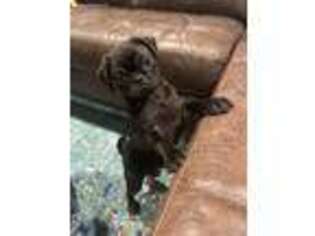 Pug Puppy for sale in Berkeley Heights, NJ, USA