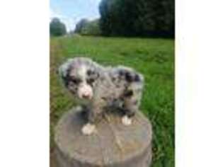Australian Shepherd Puppy for sale in Doniphan, MO, USA