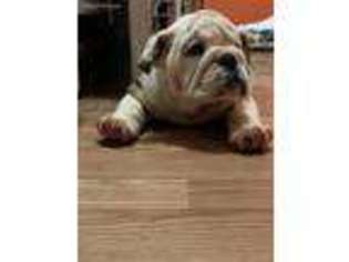 Bulldog Puppy for sale in Rutherfordton, NC, USA