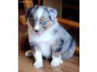 Miniature Australian Shepherd Puppy for sale in Goldendale, WA, USA