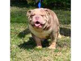 Bulldog Puppy for sale in Rockford, IL, USA