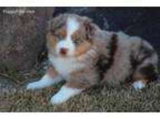 Australian Shepherd Puppy for sale in Mapleton, UT, USA