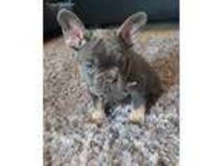 French Bulldog Puppy for sale in Gallup, NM, USA