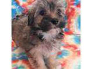 Havanese Puppy for sale in Marion, NC, USA