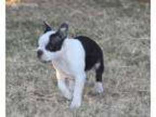 Boston Terrier Puppy for sale in Cherokee, OK, USA