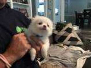 Pomeranian Puppy for sale in Corinth, MS, USA