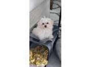 Maltese Puppy for sale in Estero, FL, USA