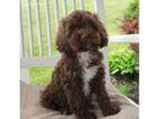 Cock-A-Poo Puppy for sale in Eagleville, MO, USA