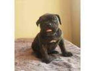 Olde English Bulldogge Puppy for sale in Tiffin, OH, USA