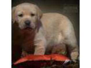 Labrador Retriever Puppy for sale in Mena, AR, USA