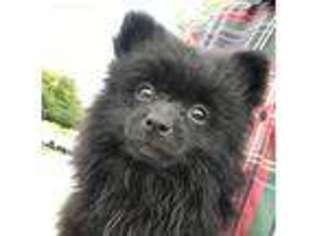 Pomeranian Puppy for sale in Yorkville, IL, USA