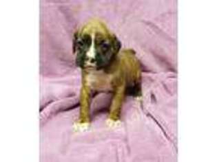Boxer Puppy for sale in Waterbury, CT, USA