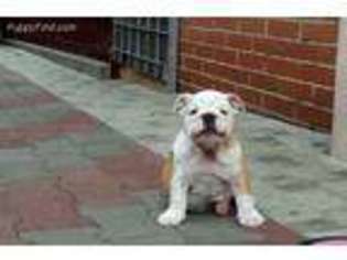 Bulldog Puppy for sale in Auburn, CA, USA