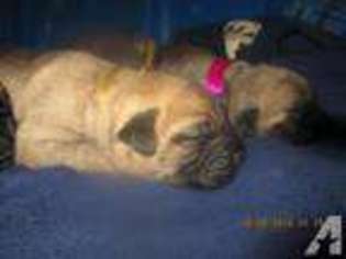 Bullmastiff Puppy for sale in ROCKFORD, IL, USA
