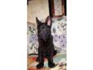 German Shepherd Dog Puppy for sale in DANSVILLE, NY, USA
