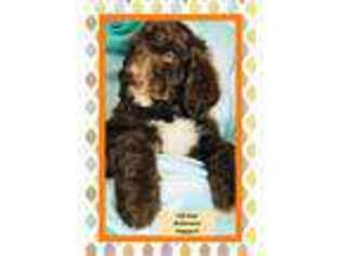 Goldendoodle Puppy for sale in Decatur, IL, USA