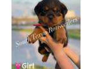 Rottweiler Puppy for sale in Corpus Christi, TX, USA