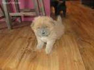 Chow Chow Puppy for sale in Atkinson, NE, USA