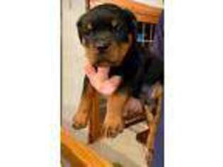 Rottweiler Puppy for sale in Carrollton, OH, USA