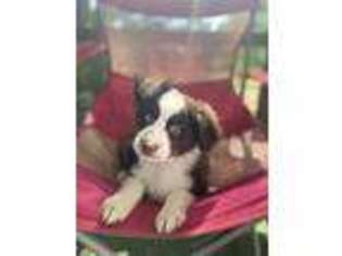 Miniature Australian Shepherd Puppy for sale in Griffin, GA, USA