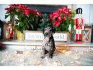 Great Dane Puppy for sale in Gainesville, GA, USA