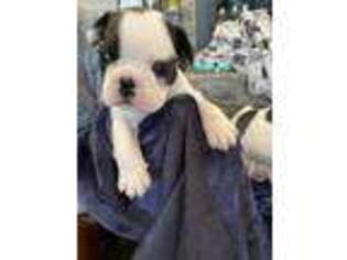 French Bulldog Puppy for sale in Jackson, GA, USA