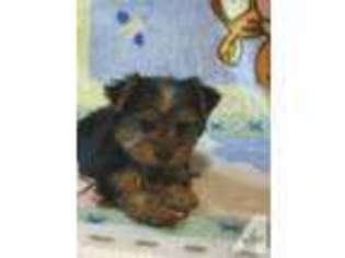 Yorkshire Terrier Puppy for sale in PATRICK SPRINGS, VA, USA