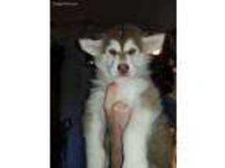 Alaskan Malamute Puppy for sale in Central Point, OR, USA