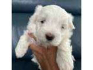 Maltese Puppy for sale in Elgin, IL, USA