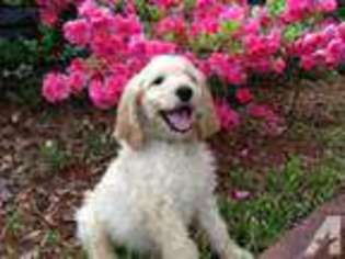 Goldendoodle Puppy for sale in LITTLE RIVER, SC, USA
