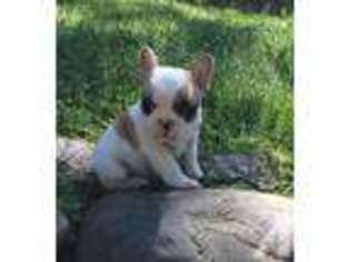 French Bulldog Puppy for sale in JACKSON, CA, USA