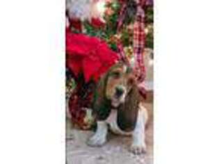 Basset Hound Puppy for sale in Chino Hills, CA, USA