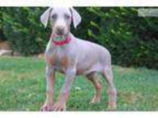 Doberman Pinscher Puppy for sale in Lancaster, PA, USA