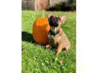 French Bulldog Puppy for sale in Teaneck, NJ, USA